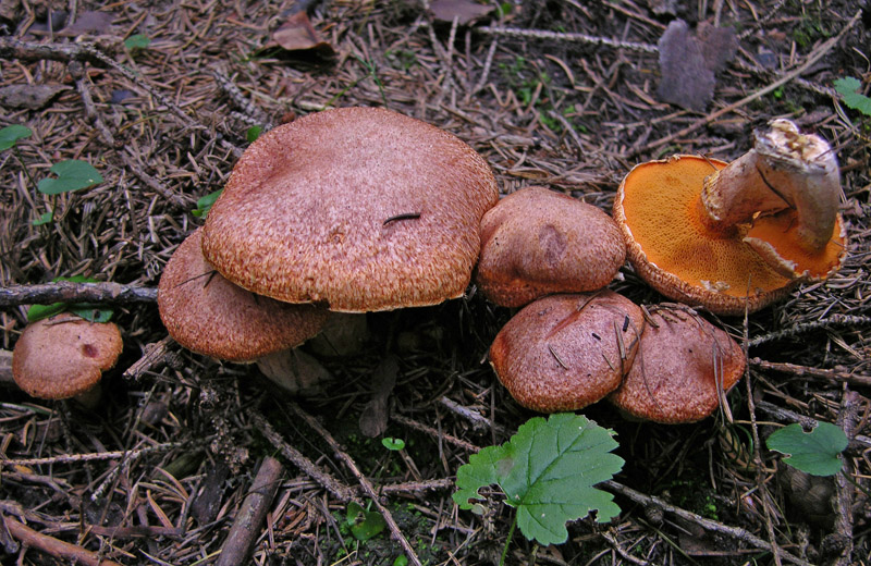 Suillus tridentinus.